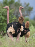 Two Male Maasai Ostriches in Breeding Plumage in Kenya S Tsavo West National Park