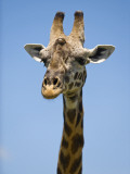 Kenya  Masai Mara; Masai Giraffe