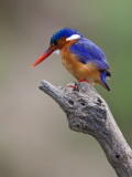 A Beautiful Malachite Kingfisher Perched Overlooking the Rufiji River in Selous Game Reserve