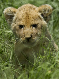 Kenya  Masai Mara; a Lion Cub in the Grass of the Savannah
