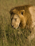 Kenya  Masai Mara; a Male Lion Stalks Through the Grass Out on the Plains