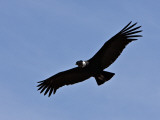 Peru  a Magnificent Andean Condor Above the Colca Canyon;