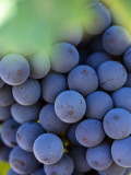 Australia  Western Australia  Margaret River  Wilyabrup; Cabernet Sauvignon Grapes on the Vine