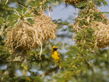 Kenya  Laikipia  Lewa Downs; Speke's Weaver Perched Beside a Colony of Nests