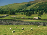 Field Walls of Littondale  Yorkshire Dales National Park  England