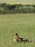 Kenya  Masai Mara; a Cheetah Looks Out over the Plains