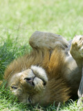 Kenya  Masai Mara; a Male Lion Rests in the Shade at Midday