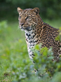 Kenya  a Fine Female Leopard the Aberdare National Park