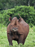 Kenya  a Female Black Rhino Surrounded by a Swarm of Flies in the Aberdare National Park