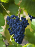 Australia  Western Australia  Swan Valley  Guildford; Shiraz Grapes in Swan Valley Vineyard