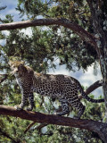 A Fine Leopard in the Cedar Forests Near Maralal