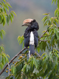 A Silvery-Cheeked Hornbill in the Western Arc of the Usambara Mountains Near Lushoto