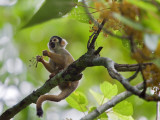 Peru; a Squirrel Monkey on the Banks of the Madre De Dios River