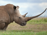 A White Rhino with a Very Long Horn; Mweiga  Solio  Kenya