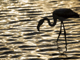 Namibia  Walvis Bay; Flamingo Filter Feeding in Walvis Bay Lagoon at Sunset
