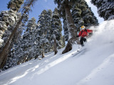 A Skier in Gulmarg  Kashmir  India