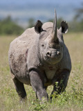 An Alert Black Rhino; Mweiga  Solio  Kenya