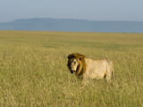 Kenya  Masai Mara; a Male Lion Stalks Through the Grass Out on the Plains
