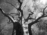 Malawi  Upper Shire Valley  Liwonde National Park; the Spreading Branches of a Massive Baobab Tree