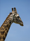 Kenya  Masai Mara; Masai Giraffe