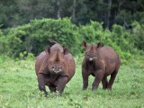 Kenya  a Female Black Rhino with Her Well Grown Calf at Her Side in the Aberdare National Park