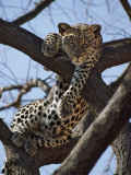 A Leopard Gazes Intently from a Comfortable Perch in a Tree in Samburu National Reserve