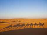 Tunisia  Ksour Area  Ksar Ghilane  Grand Erg Oriental Desert  Camel Caravan