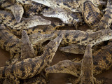 Namibia; Young Crocodiles at a Crocodile Farm