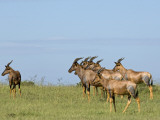 Kenya  Masai Mara; a Herd of Topi