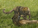Kenya  Masai Mara; a Female Cheetah Plays with Her Cub