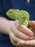 Kenya  Laikipia  Ol Malo; a Visitor Holds Up a Chameleon During a Game Walk at Ol Malo