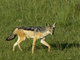 Kenya  Masai Mara; a Black-Backed Jackal Makes its Way across the Plains