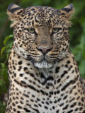 A Fine Leopard Oblivious to Light Rain in the Salient of the Aberdare National Park