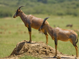 Kenya  Masai Mara; Topi Stands Up on a Termite Mound to Watch over the Savannah for Predators