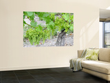 Grapes on Vine in a Vineyard  Bordeaux  France
