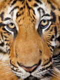 Portrait  Indochinese Tiger or Corbett's Tiger (Panthera Tigris Corbetti)  Thailand