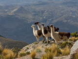 Peru  Llamas in the Bleak Altiplano of the High Andes Near Colca Canyon