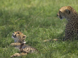 Kenya  Masai Mara; a Cheetah Cub Remains Watchful Even When Lying in the Shade