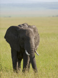 Kenya  Masai Mara; Elephant Out on the Plains