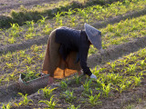 Myanmar  Keng Tung (Kyaing Tong); Tending the Crops  Keng Tung  Myanmar