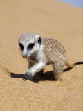 Africa  Namibia  Skeleton Coast
