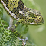 A Female Two-Horned Chameleon in the Amani Nature Reserve