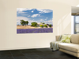 Farmhouse in a Lavender Field  Provence  France
