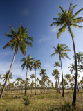 Mozambique  Tofo; Coconut Plantations around Tofo