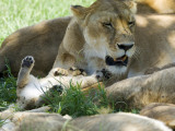 Kenya  Masai Mara; a Lion Cub Paws its Mother's Face in the Shade of a Tree at Midday