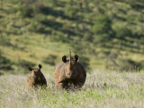 Kenya  Laikipia  Lewa Downs; a Mother and Calf Black Rhinoceros