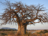 A Large Baobab Tree Growing on the Banks of the Great Ruaha River in Ruaha National Park;
