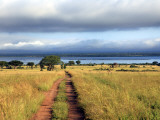 Landscape  Murchison Falls National Park  Uganda  East Africa