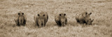 Kenya  Laikipia  Lewa Downs; a Group of White Rhinoceros Feed Together