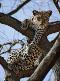A Leopard Gazes Intently from a Comfortable Perch in a Tree in Samburu National Reserve